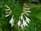 Hosta Variegata