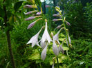 Hosta Variegata