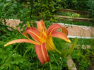 Piquante