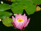 Marliaceea Carnea