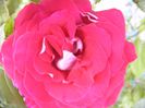 Rosa Osiris