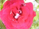 Rosa Osiris