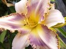 Hemerocalis Destined to see