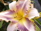 Hemerocalis Destined to see
