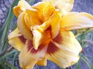Hemerocallis Double Bold One