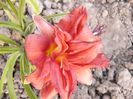 Hemerocallis Double Fire Cracker
