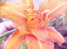 Hemerocalis Fulva K,wansa