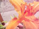 P1350154