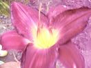 P1350163
