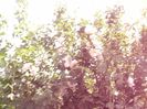 Hibiscus syriacus