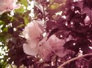 Hibiscus syriacus Carneus Plenus