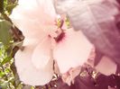 Hibiscus syriacus Carneus Plenus