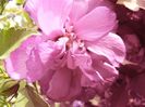 Hibiscus syriacus Duc de Brabant