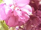 P1350185