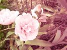 Hibiscus syriacus Chiffon pink