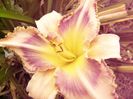 Hemerocalis Destined to see