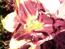 P1350273