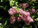 deutzia Strawberry Fields
