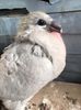 IMG-20170705-WA0003