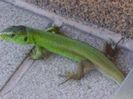 Guster (Lacerta viridis)