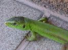 Guster (Lacerta viridis)