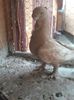 IMG-20170706-WA0000