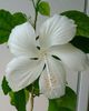 Floare hibiscus Swan Lake