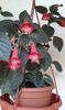 KOHLERIA RUBY