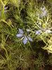 Nigella damascena