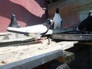 SAM_4321