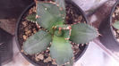 Vandut Agave titanota 60