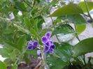 Duranta