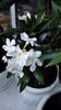 L.Soeur Agnes
