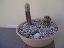 Grup de 3 cactusi altoiti