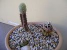 Grup de 3 cactusi altoiti