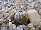 Mammillaria theresae albiflora (altoita pe opuntia)