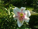 Triumphator
