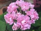 Australian Pink Roseboud