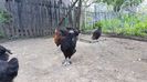 Marans - 3 luni