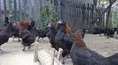 Marans - 3 luni
