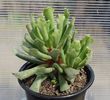 Adromischus cristatus v. claviforus