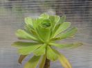 Aeonium arboreum