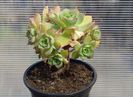 Aeonium castello-paive