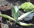 Agave americana marginata