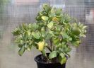 Crassula arborescens ondulatifolia undulata