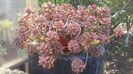 Graptosedum bronze