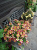 ... florile la noi! :))
