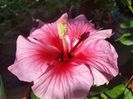 Pink dream