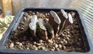 Haworthia truncata