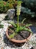 Eucomis